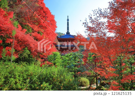 【京都府】快晴の三室戸寺の三重塔と紅葉 【京都府】快晴の三室戸寺の三重塔と紅葉 121625135