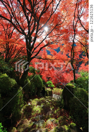 【京都府】快晴の三室戸寺の紅葉 【京都府】快晴の三室戸寺の紅葉 121625136