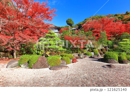 【京都府】快晴の三室戸寺の石庭と紅葉 121625140