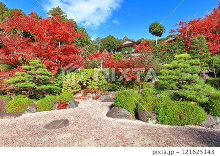【京都府】快晴の三室戸寺の石庭と紅葉 121625143