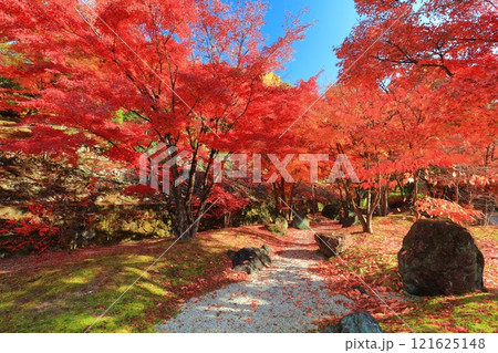 【京都府】快晴の三室戸寺の紅葉 【京都府】快晴の三室戸寺の紅葉 121625148