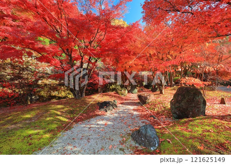 【京都府】快晴の三室戸寺の紅葉 121625149