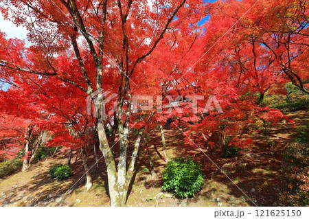 【京都府】快晴の三室戸寺の紅葉 121625150