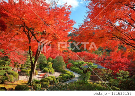 【京都府】快晴の三室戸寺の紅葉 121625155