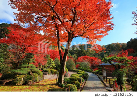 【京都府】快晴の三室戸寺の紅葉 121625156