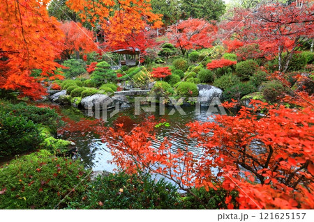 【京都府】快晴の三室戸寺の紅葉 121625157