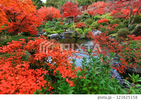 【京都府】快晴の三室戸寺の紅葉 121625158