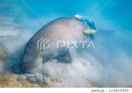 sea dugong feeding on sea grass with fish along 121625493