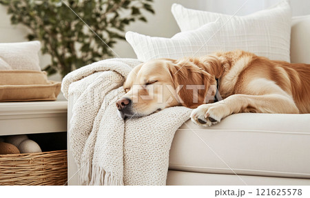 Golden retriever napping on a white couch 121625578