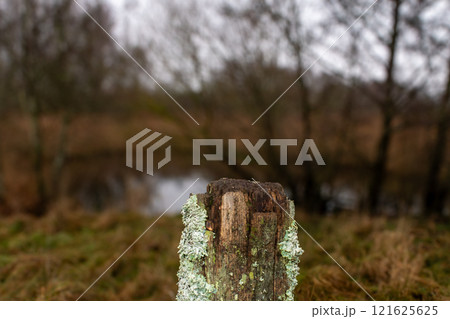 A wooden pole covered with moss. Blurry background, shallow depth of field A wooden pole covered with moss. Blurry background, shallow depth of field 121625625