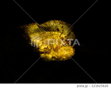 Awesome Leaf scorpionfish, Taenianotus triacanthus, shot at a Puerto Galera reef in the Philippines 121625626
