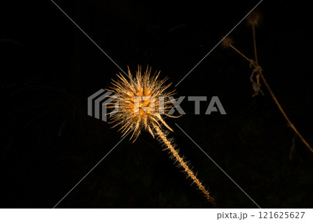 A close-up picture of a dry Yellowflower teasel or Dipsacus strigosus. Isolated on a black background 121625627