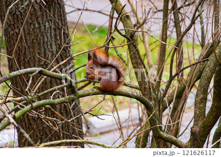A small squirrel balances delicately on a branch, its bushy tail curled in a relaxed position. The surrounding trees are bare, hinting at the onset of autumn 121626117