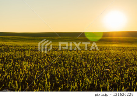 With the warmth of the rising sun illuminating the winter wheat field, fresh green sprouts stretch across the tranquil landscape, embodying nature's promise of growth in a rural setting 121626229
