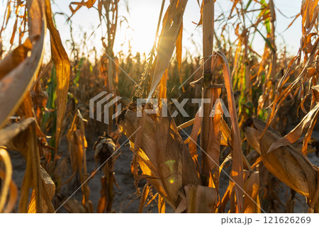 Dried maize stalks stand tall in a cornfield during the golden hour of sunset. The field showcases the culmination of a successful agricultural season in a serene rural landscape 121626269
