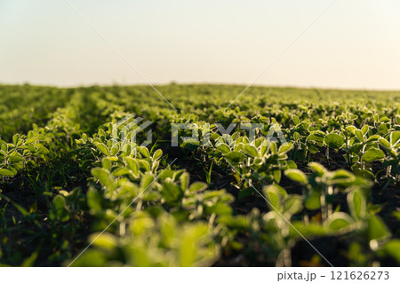 Rows of vibrant soybean seedlings stretch across the field, showcasing healthy green plants basking in sunlight. This setting highlights the growth of legumes in agriculture 121626273