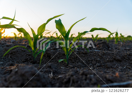 Young corn plants emerge from dark, rich soil, thriving under the gentle rays of sunlight in a serene rural farming landscape. The vibrant green leaves stretch upwards Young corn plants emerge from dark, rich soil, thriving under the gentle rays of sunlight in a serene rural farming landscape. The vibrant green leaves stretch upwards 121626277