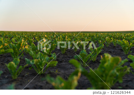 Rows of vibrant sugar beet seedlings thrive in fertile soil. The farmland stretches across the horizon, illuminated by the soft glow of the setting sun 121626344