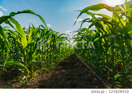 Corn plants stand proudly in rows, with lush green leaves basking in warm sunlight. The vibrant cornfield showcases healthy growth during the golden hours of the late afternoon Corn plants stand proudly in rows, with lush green leaves basking in warm sunlight. The vibrant cornfield showcases healthy growth during the golden hours of the late afternoon 121626410