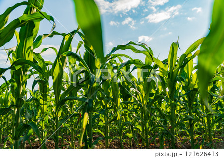 A vibrant cornfield features tall green stalks basking in warm sunlight, showcasing healthy growth and agricultural abundance as the sun sets on the horizon A vibrant cornfield features tall green stalks basking in warm sunlight, showcasing healthy growth and agricultural abundance as the sun sets on the horizon 121626413