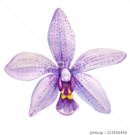 violet orchid flowers isolated, beautiful decorative floral illustration, watercolor botanical vibrant nature clip art 121626448