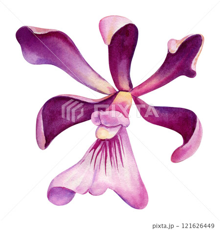 Beautiful orchid flowers watercolor painting isolated white background, decorative art floral, vibrant tropical flower 121626449