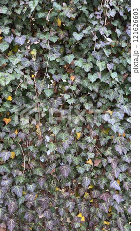 Lush Green Ivy Leaves Creating a Dense Natural Wall Pattern 121626603