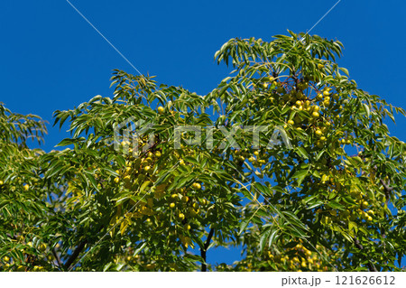 センダンの実と青空 121626612