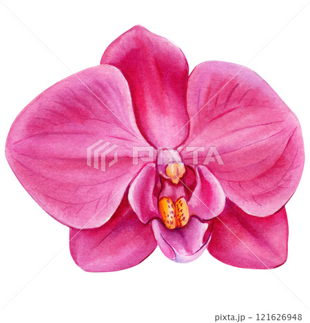 Watercolor orchid flowers isolated on background, beautiful botanical illustration, vibrant flower, tropical floral art Watercolor orchid flowers isolated on background, beautiful botanical illustration, vibrant flower, tropical floral art 121626948
