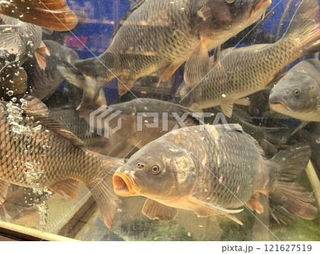 Underwater world of lively fish swimming in a glass aquarium Underwater world of lively fish swimming in a glass aquarium 121627519