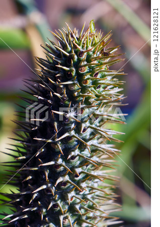 Succulent Cactus Cultivated as Pot Plant. 121628121