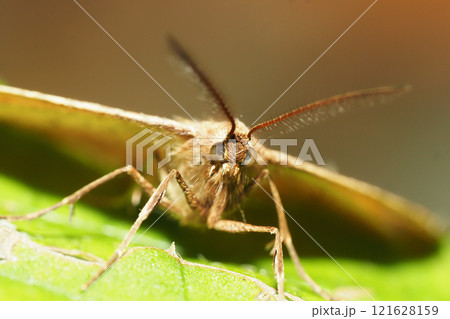 クロスジフユエダシャク(オス) クロスジフユエダシャク(オス) 121628159