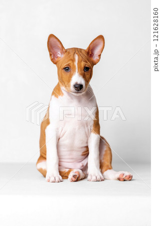 Portrait of 2 month old red colored basenji puppy sitting on white background and looking at camera. Portrait of 2 month old red colored basenji puppy sitting on white background and looking at camera. 121628160