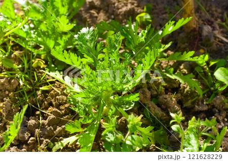 春菊 春菊 121628229