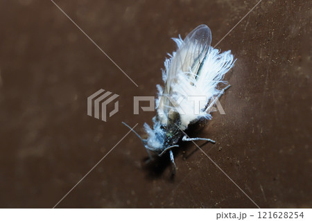 雪虫（ワタムシの一種） 121628254