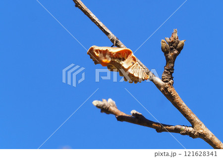 ジャコウアゲハの蛹 121628341