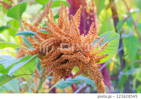Amaranthus caudatus of yellow color. Growing protein-rich grains in rustic garden. Blurred effect background. Farming. Countryside garden. 121628545