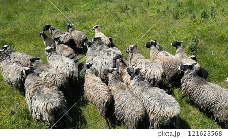 Video of sheep grazing in lush field. Great for nature or agriculture projects 121628568