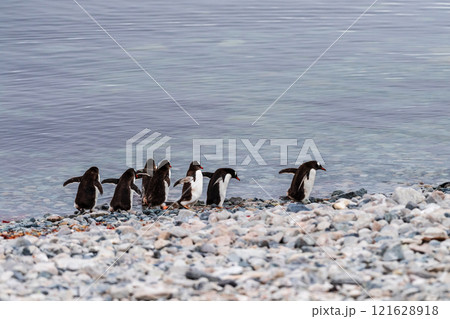 Gentoo Penguin colony on Cuverville island Gentoo Penguin colony on Cuverville island 121628918
