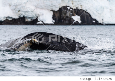 Tail of a humpback whale in the Antarctic Tail of a humpback whale in the Antarctic 121628920
