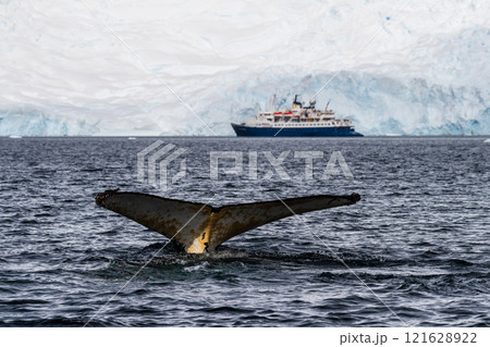 Tail of a humpback whale in the Antarctic Tail of a humpback whale in the Antarctic 121628922