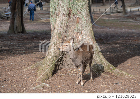 鹿 奈良公園 鹿 奈良公園 121629025