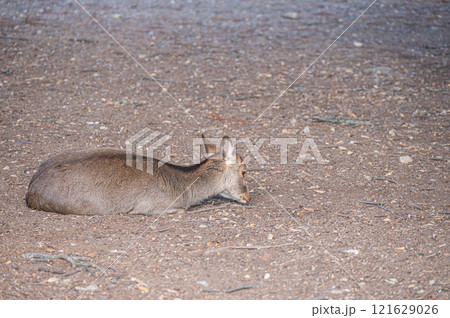 地面にすわる鹿　奈良公園　 121629026