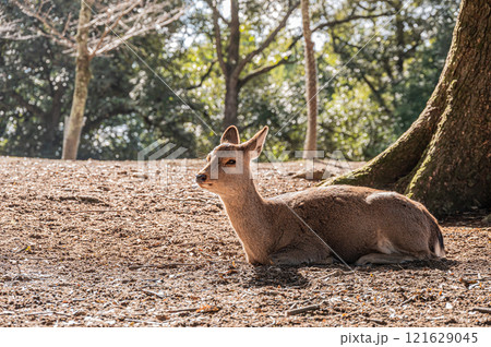 地面に座ってくつろぐ鹿（メス）　奈良公園　 121629045