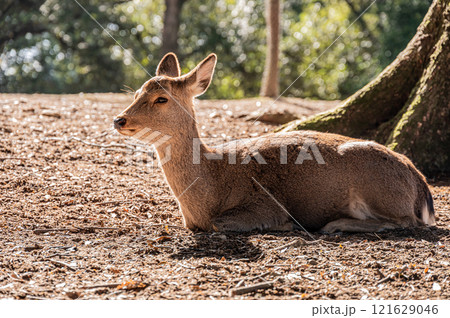 地面に座ってくつろぐ鹿（メス）　奈良公園　 121629046