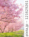 満開になった河津桜 121629261