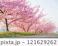 土手に咲く河津桜 121629262