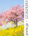 河津桜と菜の花のある風景 121629263