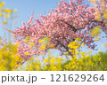 菜の花畑に咲く河津桜 121629264