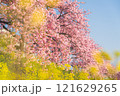 菜の花畑と桜のある風景 121629265